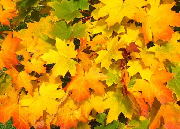 Pest Prevention for the Fall Weather