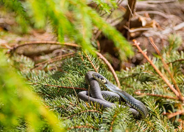 Hopefully You Never Find Snakes in Your Home!