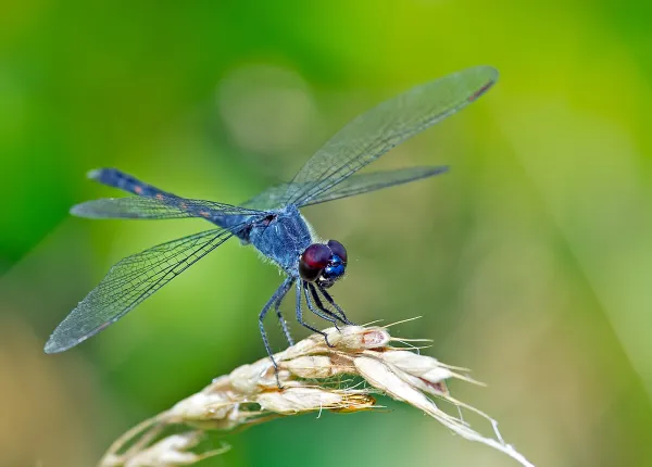 All about Dragonflies
