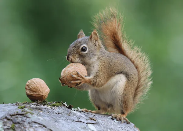 Tips on Wildlife Exclusion