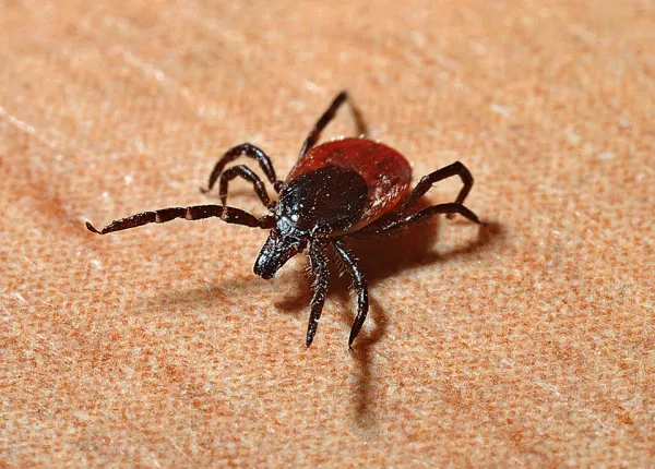 Ticked Off: Safe Tick Removal