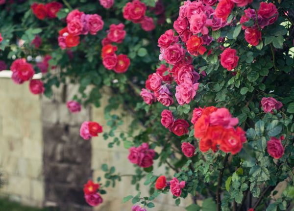 Roses | Armstrong Garden Centers