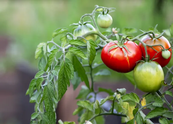 Planting a Salsa Garden DIY | Armstrong Garden Centers