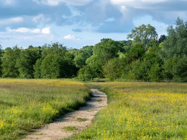 a dirt road in a field