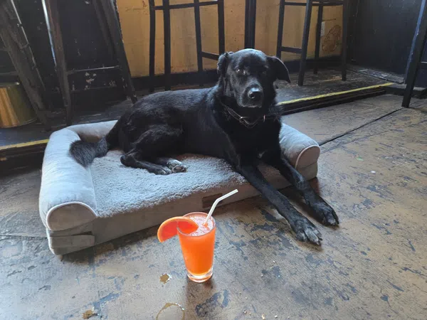 Black dog resting on a gray pet bed on worn wooden floor with orange drink and straw nearby.