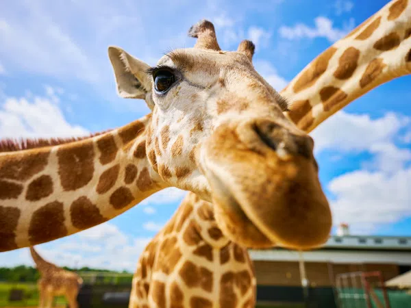 Close-up of a giraffe's face with long necks and blue sky in the background at a zoo or park