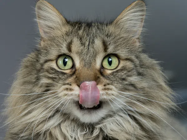Close-up of a fluffy tabby cat with green eyes licking its nose against a gray background