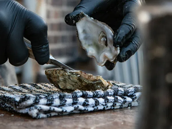 Hands wearing black gloves shucking a fresh oyster over a striped towel on a wooden surface.