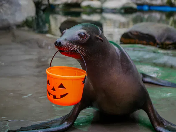 Sea lion holding an orange Halloween pumpkin bucket in its mouth on wet rocky ground.
