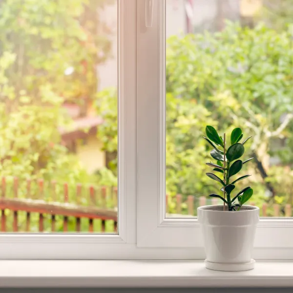 a potted plant in a window sill