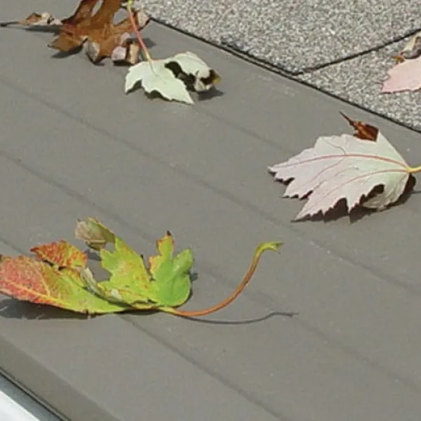 leaves on a roof