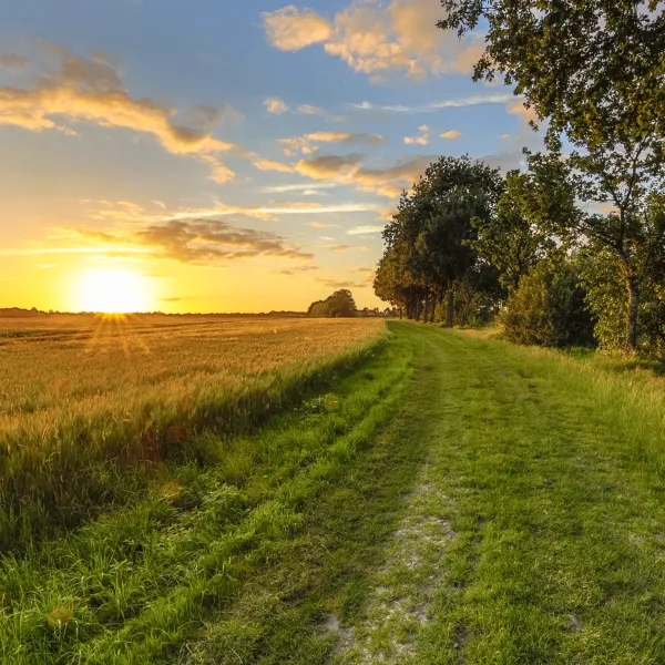 a large green field with trees in the background