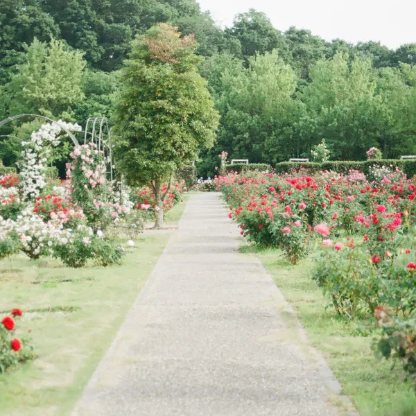 a close up of a flower garden