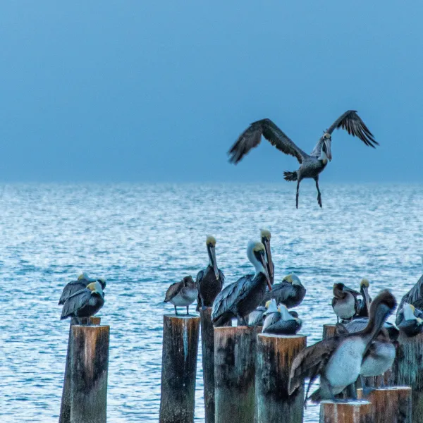 Find A Store Martinizing Cleaners