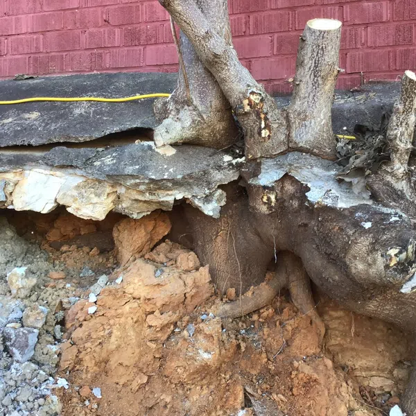 Exposed large tree roots under cracked soil and concrete near a red brick wall with a yellow cable above.