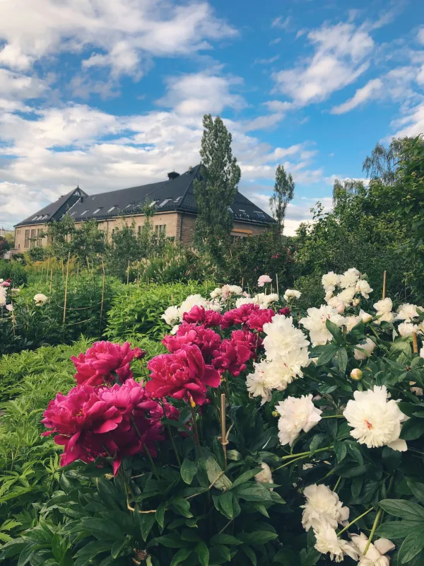 a garden of flowers