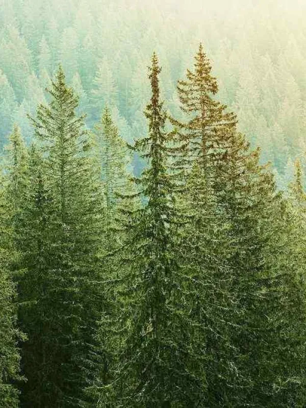 Updating Evergreen Content: Why It Matters