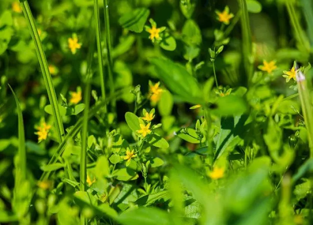 Natural mood stabilizers: What are some healthy ways to enhance your mood?