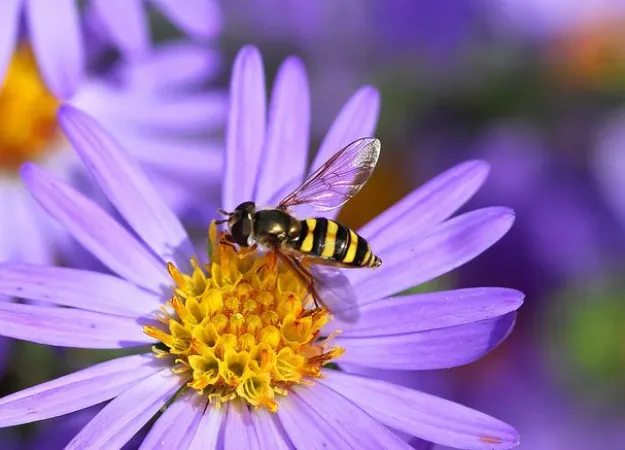 Summer safety: The bee allergy