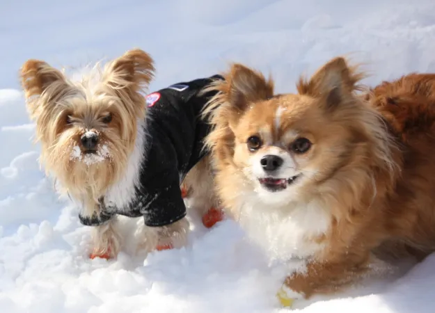 Winter pet safety tips