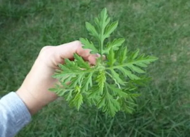 Relief from fall allergies