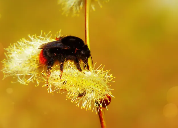 Do you have bugbite allergies?