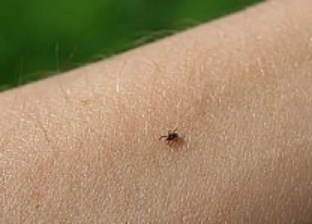 How can you prevent tick bites?