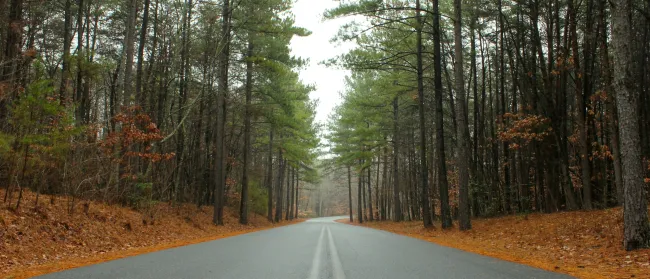 a road with trees on the side