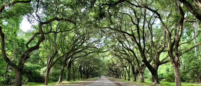 a road with trees on the side