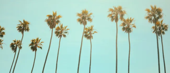 a group of palm trees