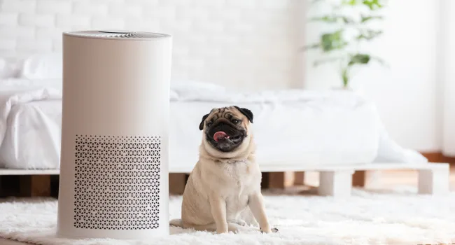 Happy pug sitting on white rug beside modern air purifier in bright bedroom with minimal decor.