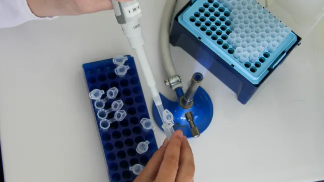 Scientist using a micropipette to transfer liquid into microcentrifuge tubes in a laboratory setting.
