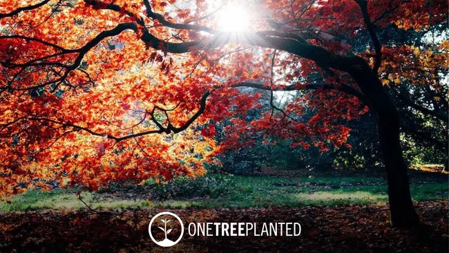 a tree with orange leaves