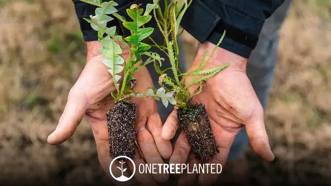 a person holding a plant