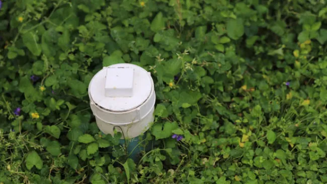 White cylindrical device with square top amid dense green ground cover and small purple flowers in garden