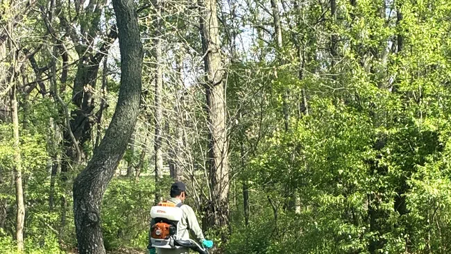 Person using a backpack leaf blower to clear grass in a sunlit wooded yard with green trees and shadows.