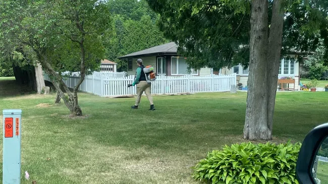 Man walking across a green lawn near trees and a white picket fence in a suburban neighborhood.