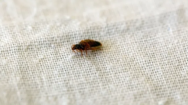 Close-up of a bed bug on beige textured fabric showing detailed body and legs under soft lighting