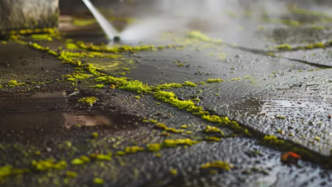 a puddle of water with leaves on the ground