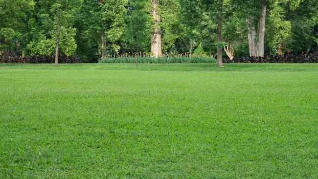 Lush green grass field with tall leafy trees in the background under natural daylight.