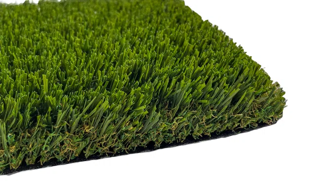 a close-up of some grass