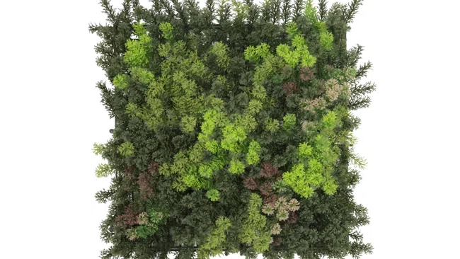 Top view of a dense square patch of green conifer and mixed foliage plants isolated on white background