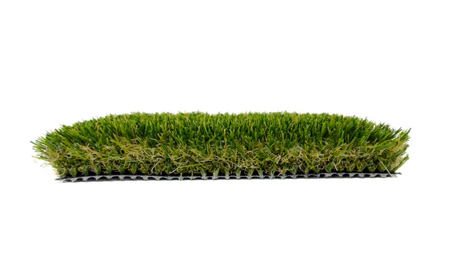 a close-up of some grass