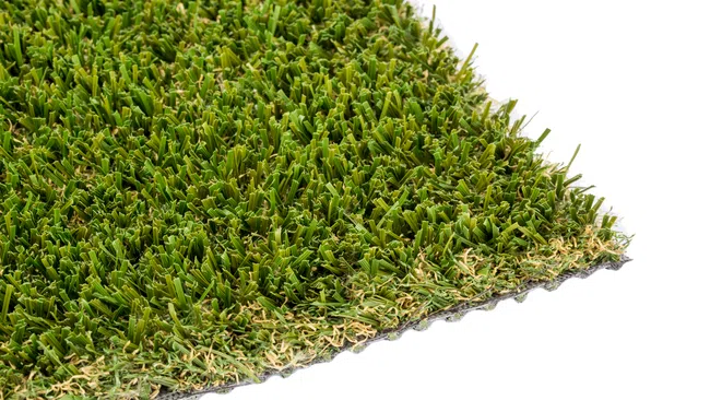 a close-up of a green plant
