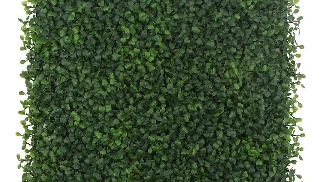 Square panel of dense artificial green boxwood hedge leaves for decoration or privacy screens