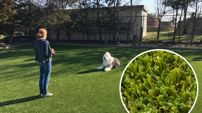 a person and a dog in a park