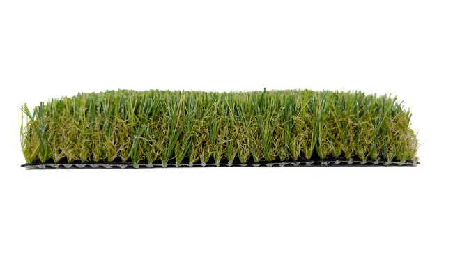 a group of green plants