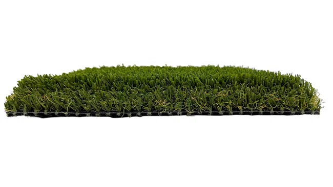 a close-up of some grass