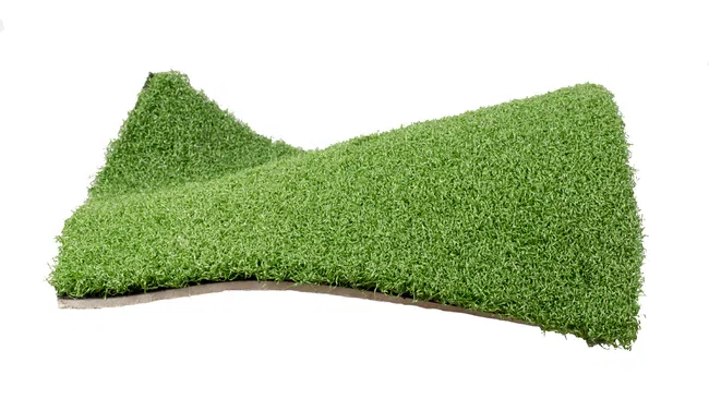 a group of green plants