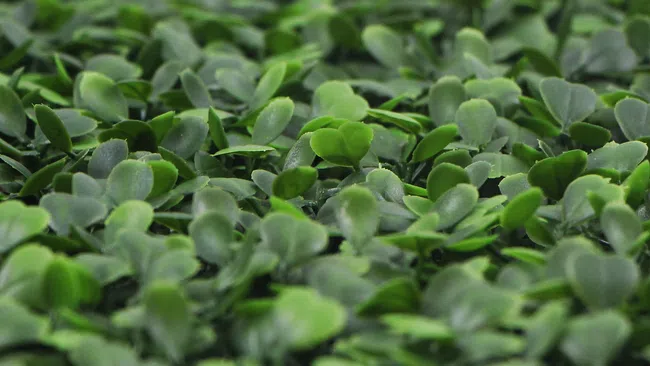 Close-up of dense green clover leaves with soft focus background and natural lighting